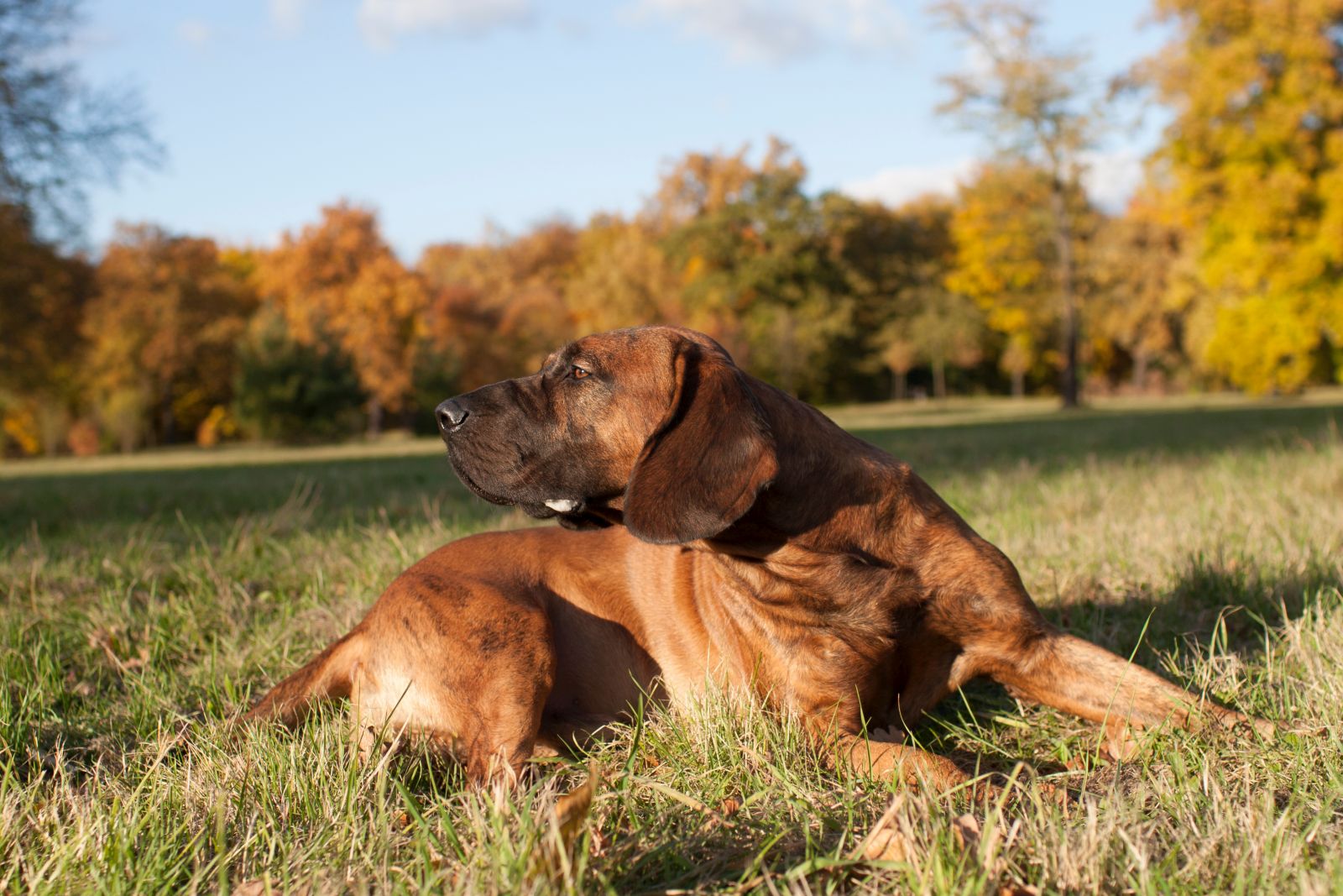 chien de sang hanovrois