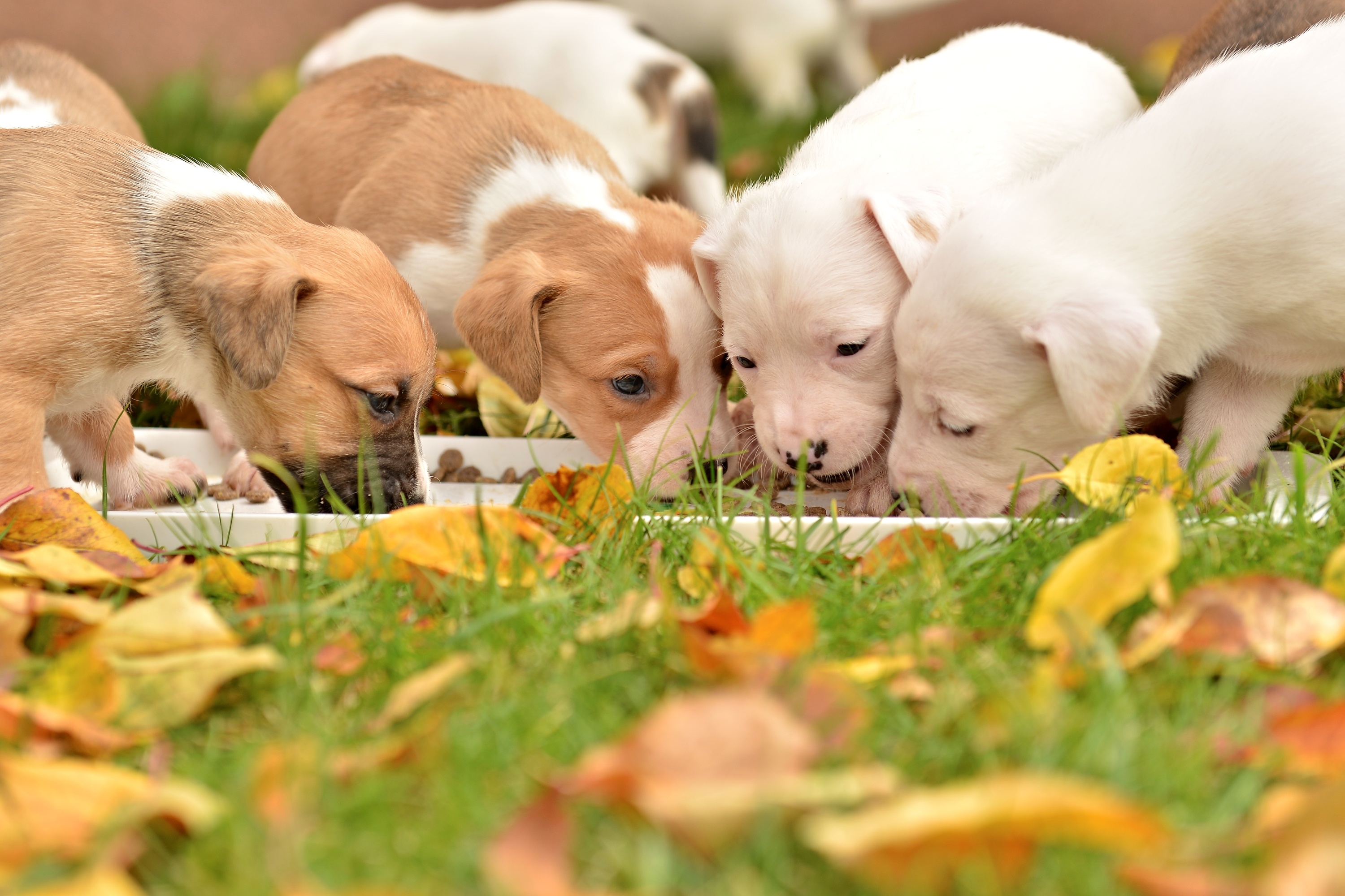 chiots et alimentation