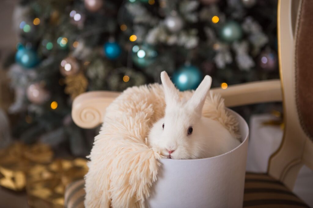 10 idées de cadeaux de Noël pour son lapin - Rabbits World