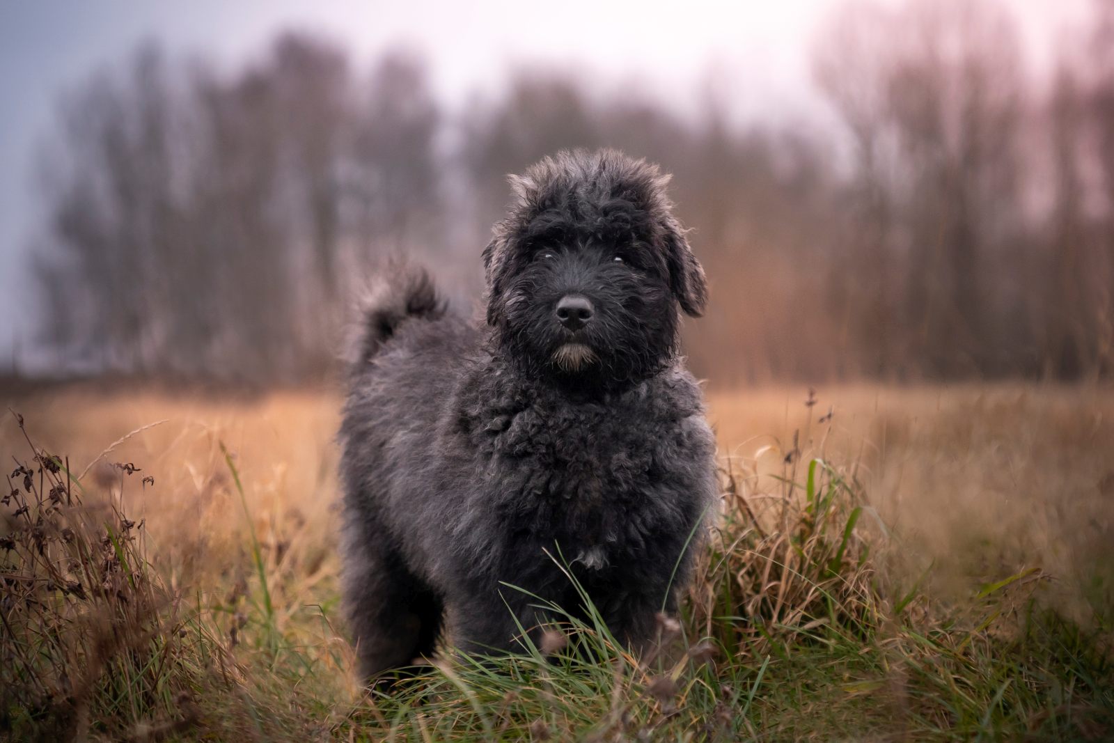 Bouvier des Flandres : prix, caractère, élevage | Magazine zooplus