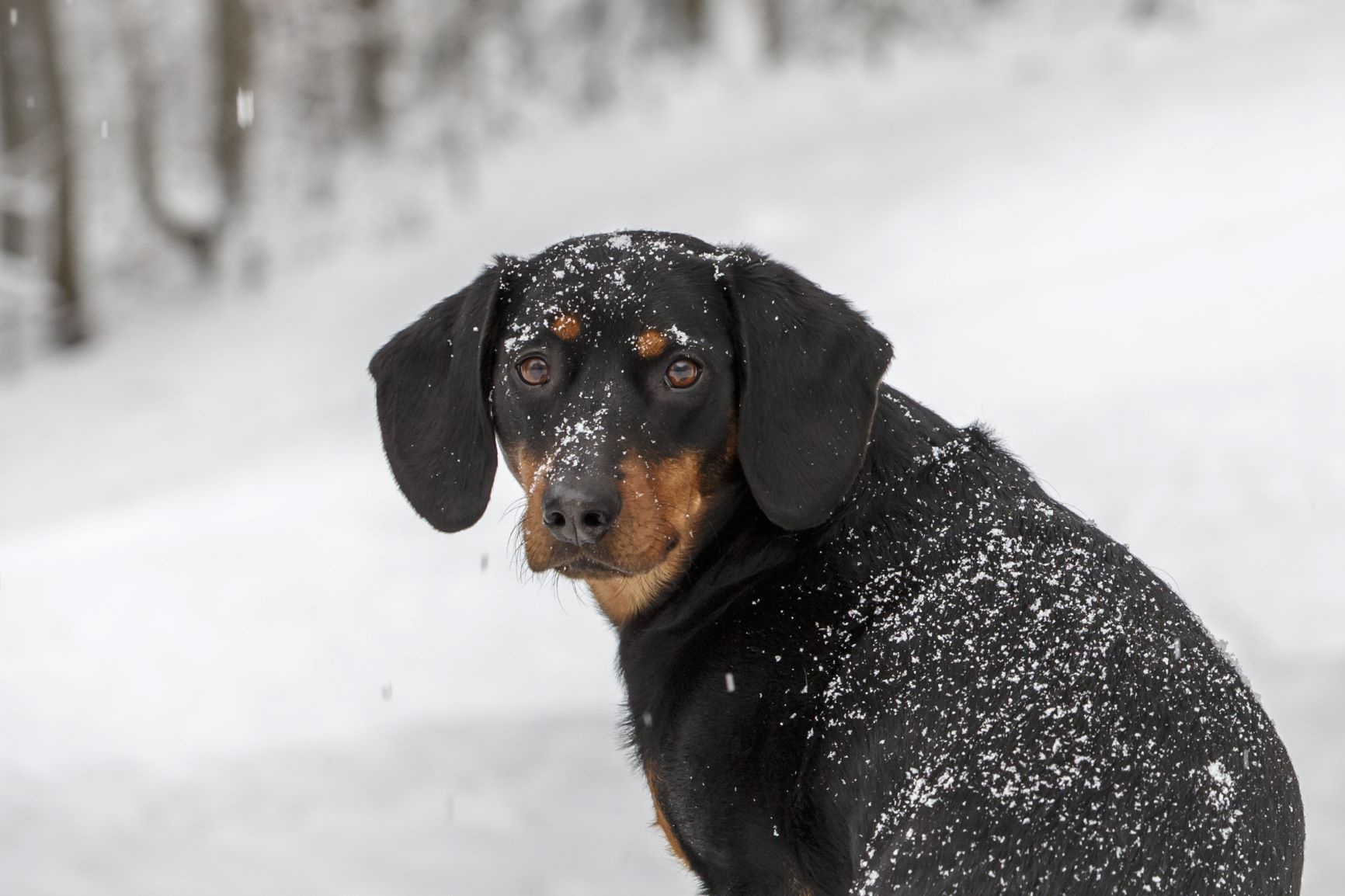 brachet autrichien dans la neige