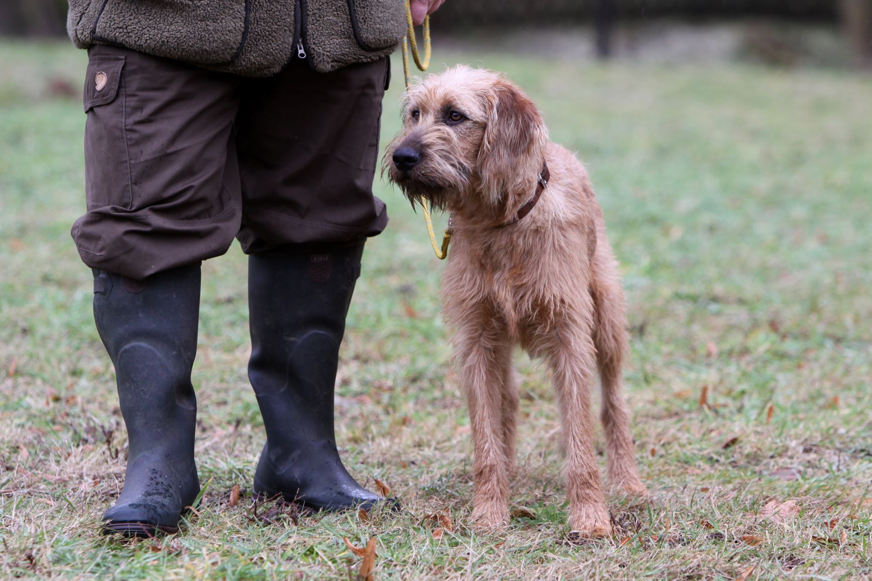 brachet autrichien qui chasse