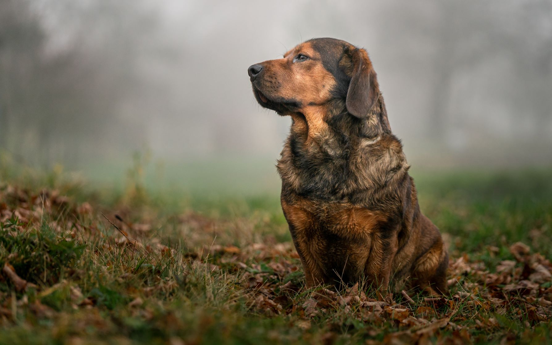 basset autrichien dans la forêt