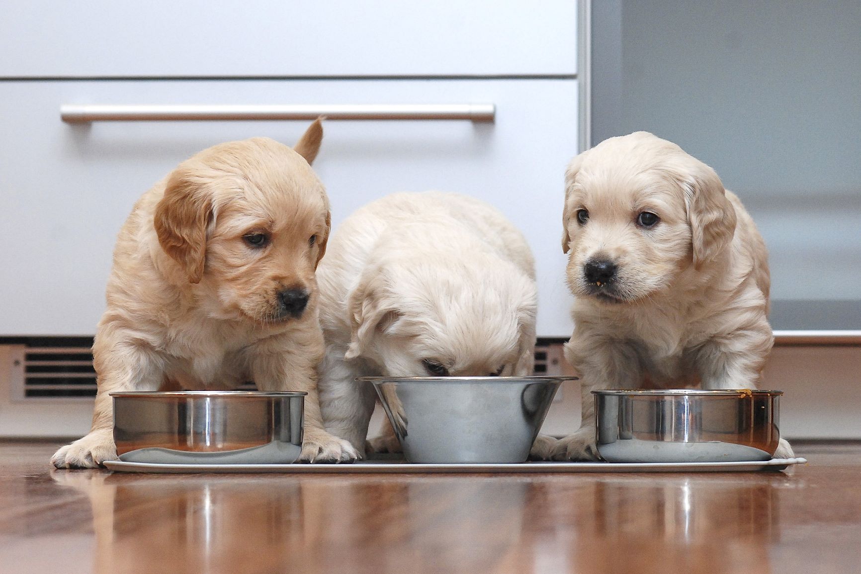 chiots qui mangent des croquettes