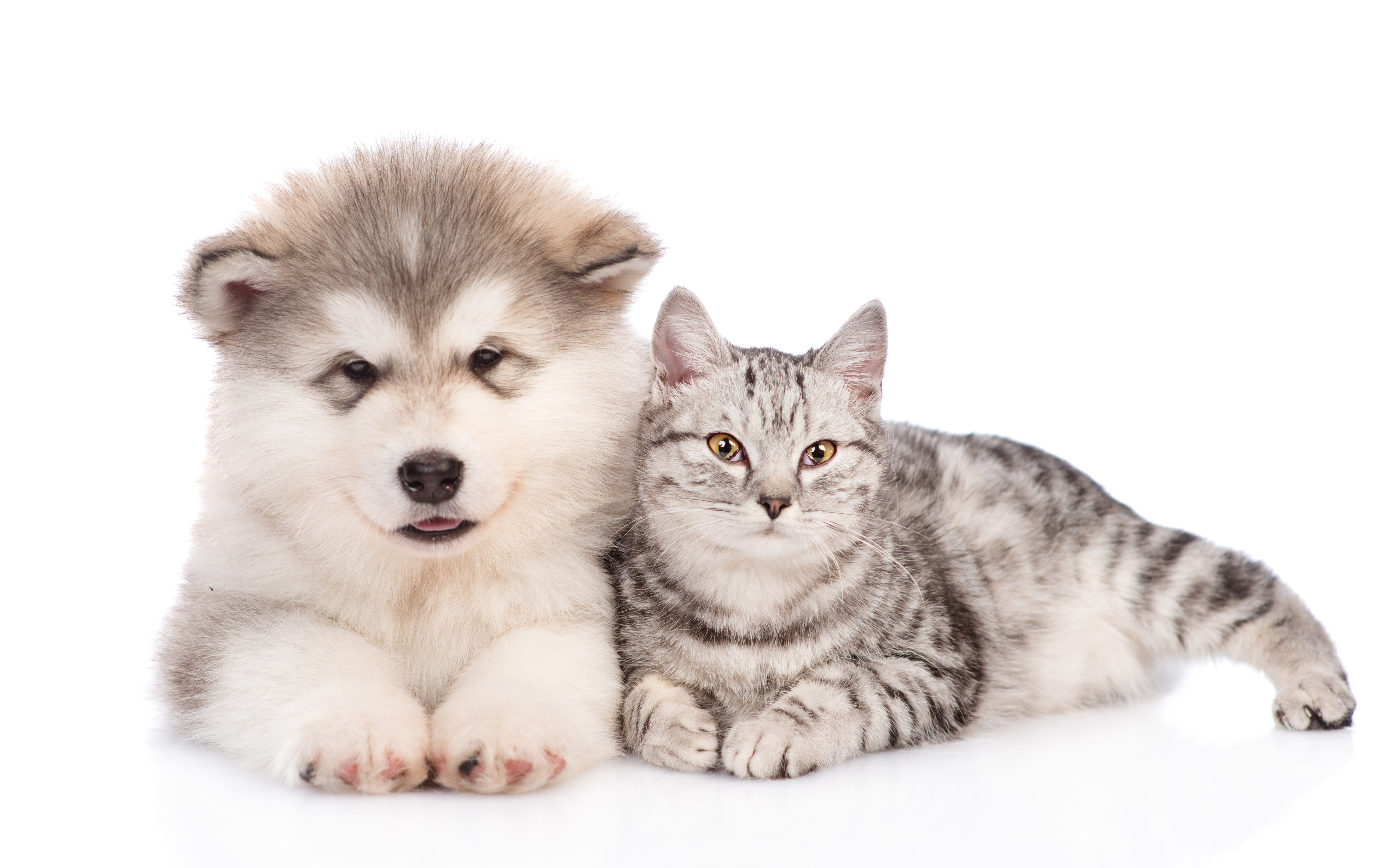 chien et chat qui s'entendent bien