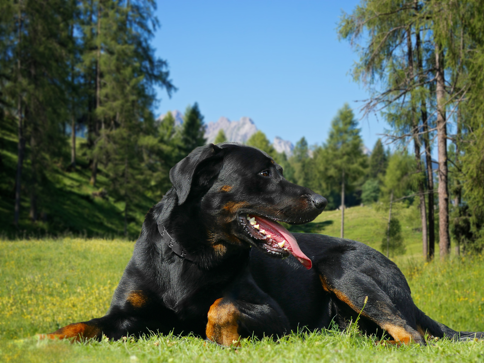 beauceron