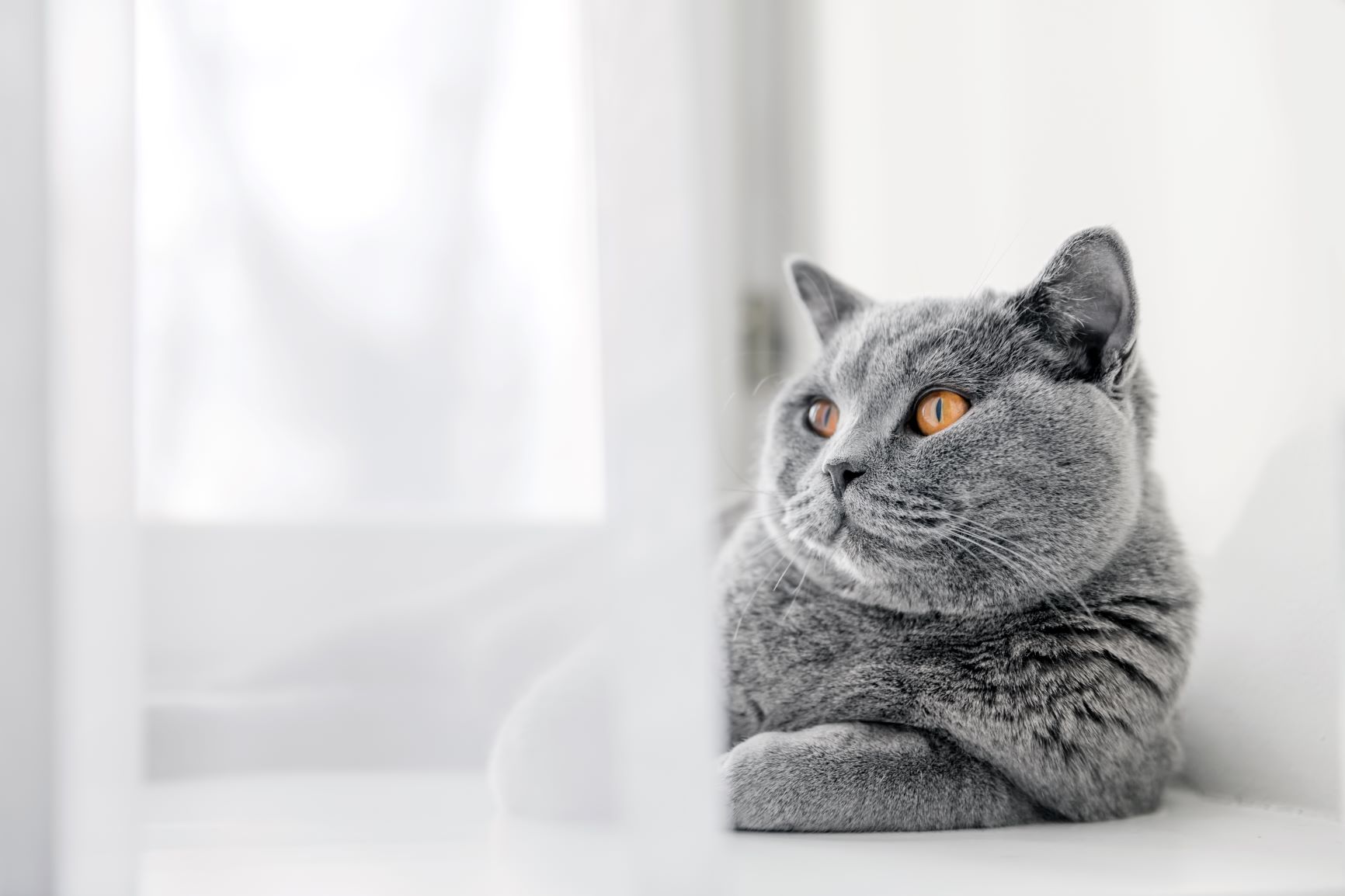 chat british shorthair vivant en appartement