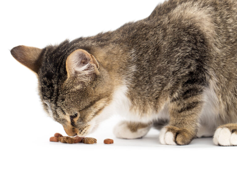 Quelle est l'alimentation idéale pour son chat ?