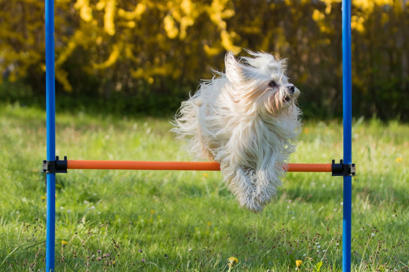 bichon havanais qui fait de l'agility