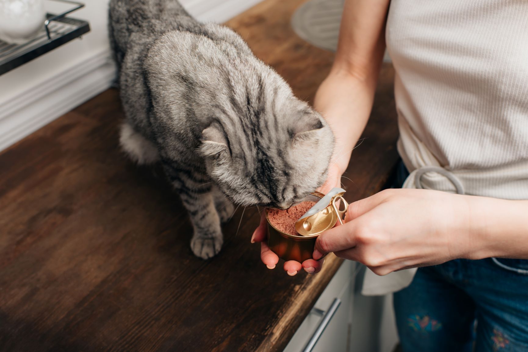 chatte enceinte qui mange de la nourriture en boîte