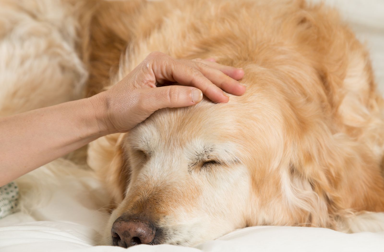 retournement d'estomac chez le chien