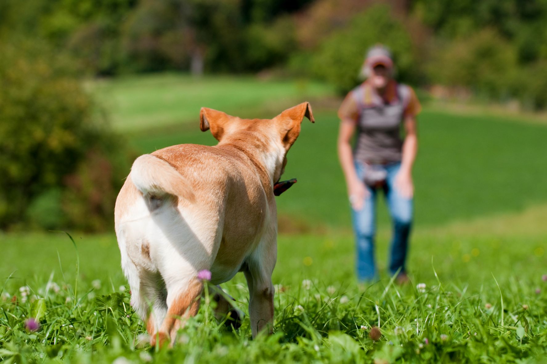 Comment apprendre à son chien à marcher sans laisse ?