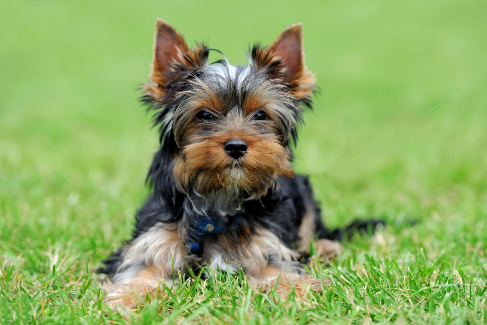 Yorkshire Terrier: Hypoallergene Hunderasse