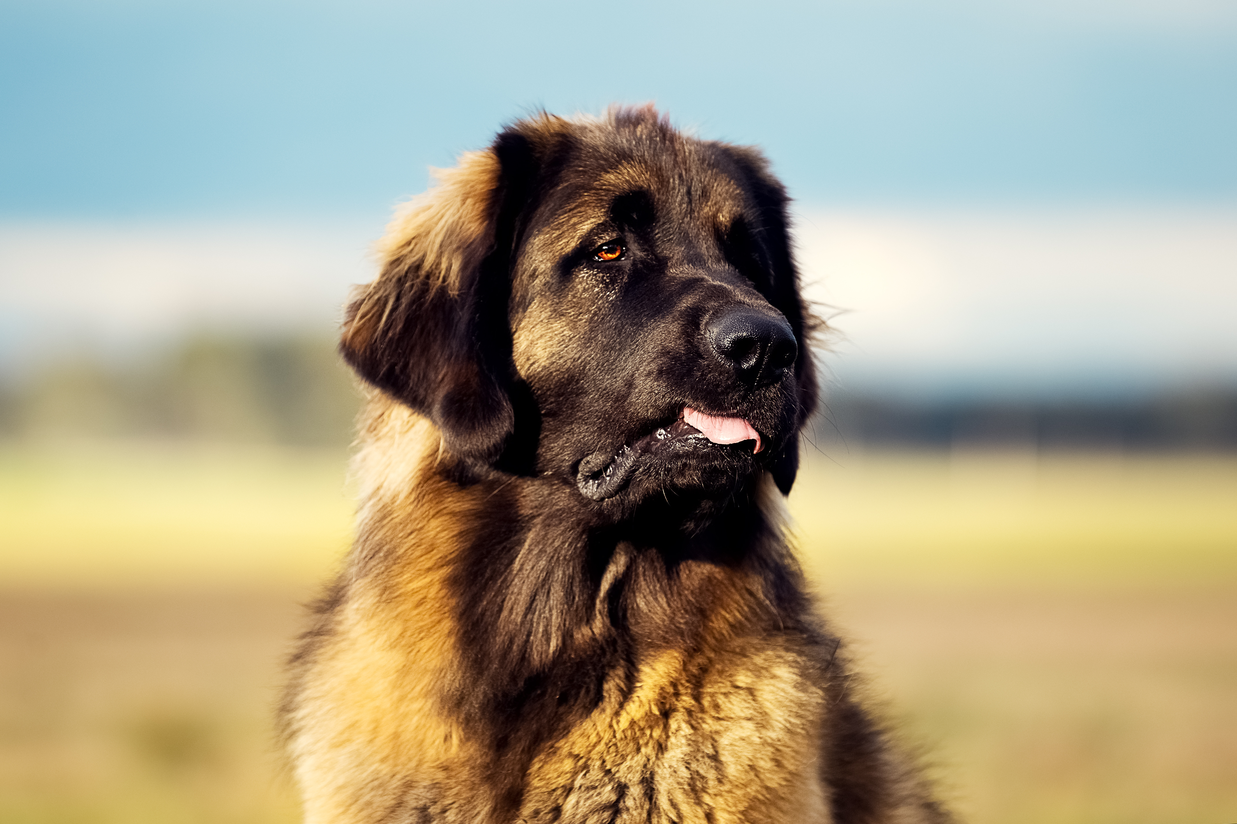 leonberg à la mer