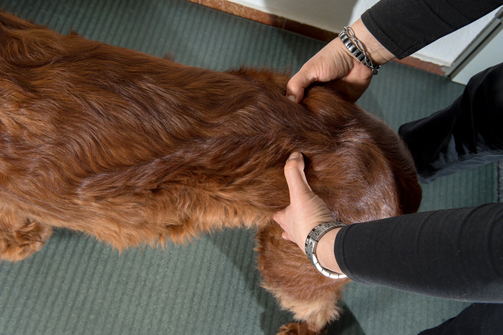 chien qui boite se faisant masser chez le kinéthérapeute