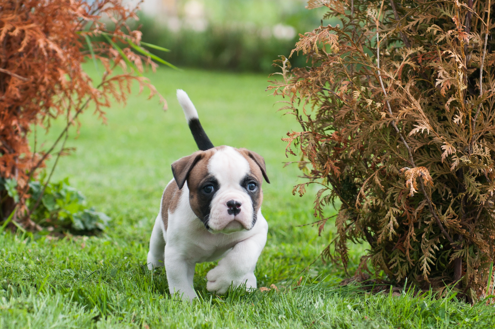 chiot bouledogue américain qui marche dans l'herbe