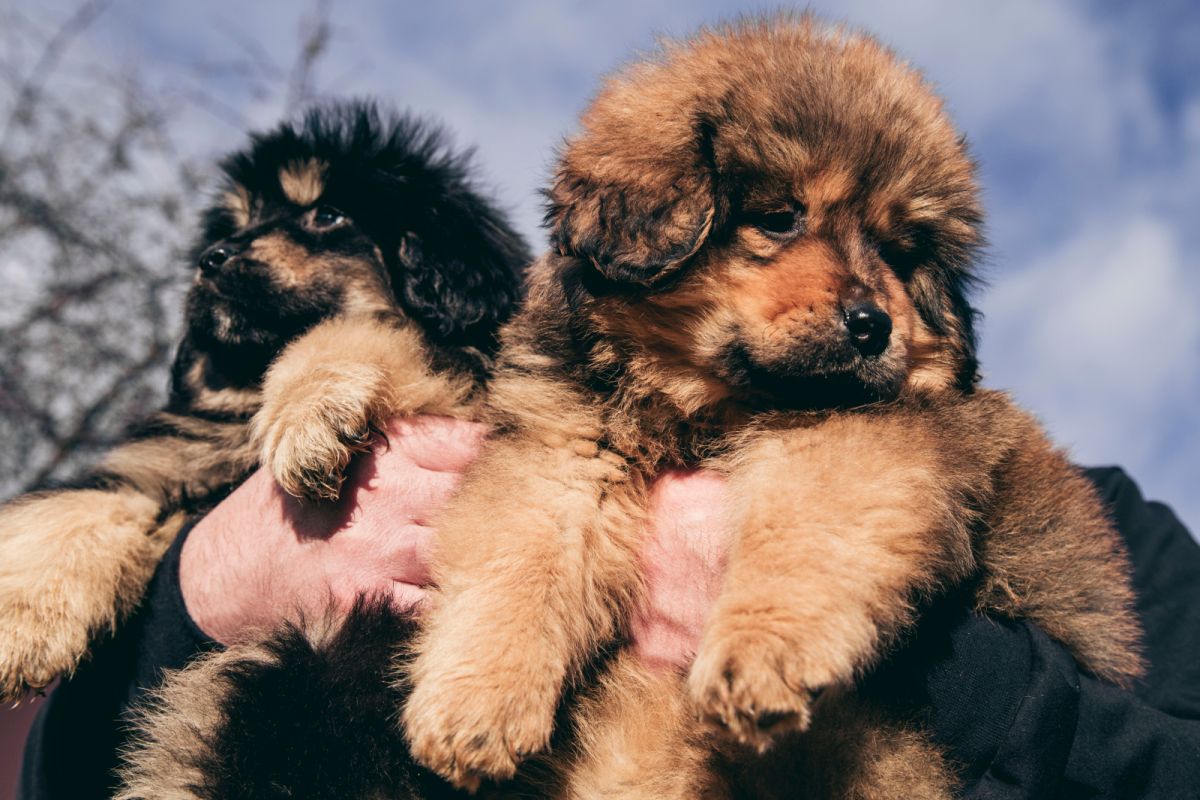 chiots dogue du tibet