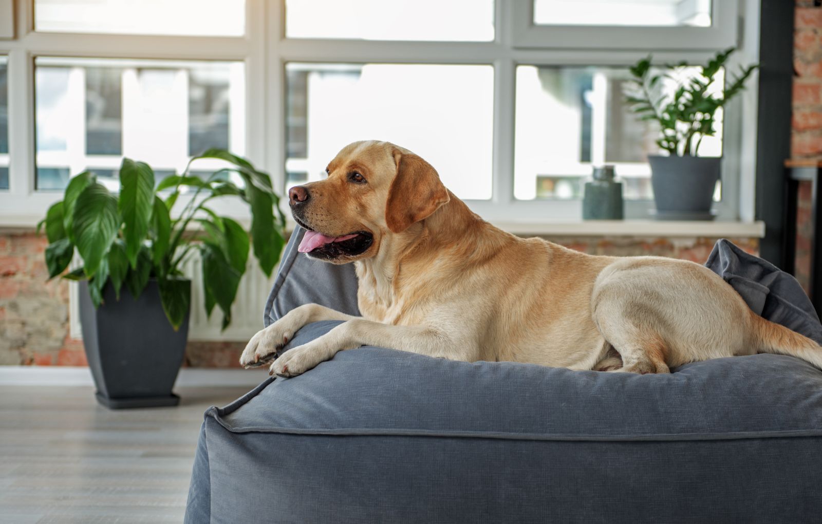 chien souffrant de hernie discale couché sur un canapé orthopédique