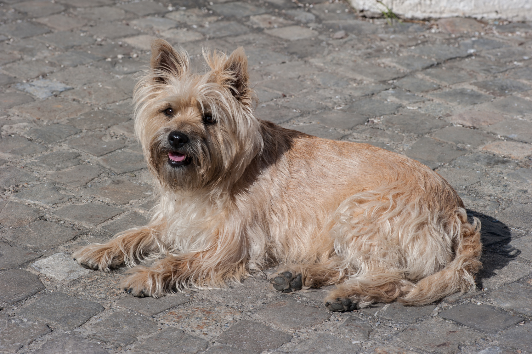 Cairn Terrier : mode de vie, prix, caractère | Magazine zooplus