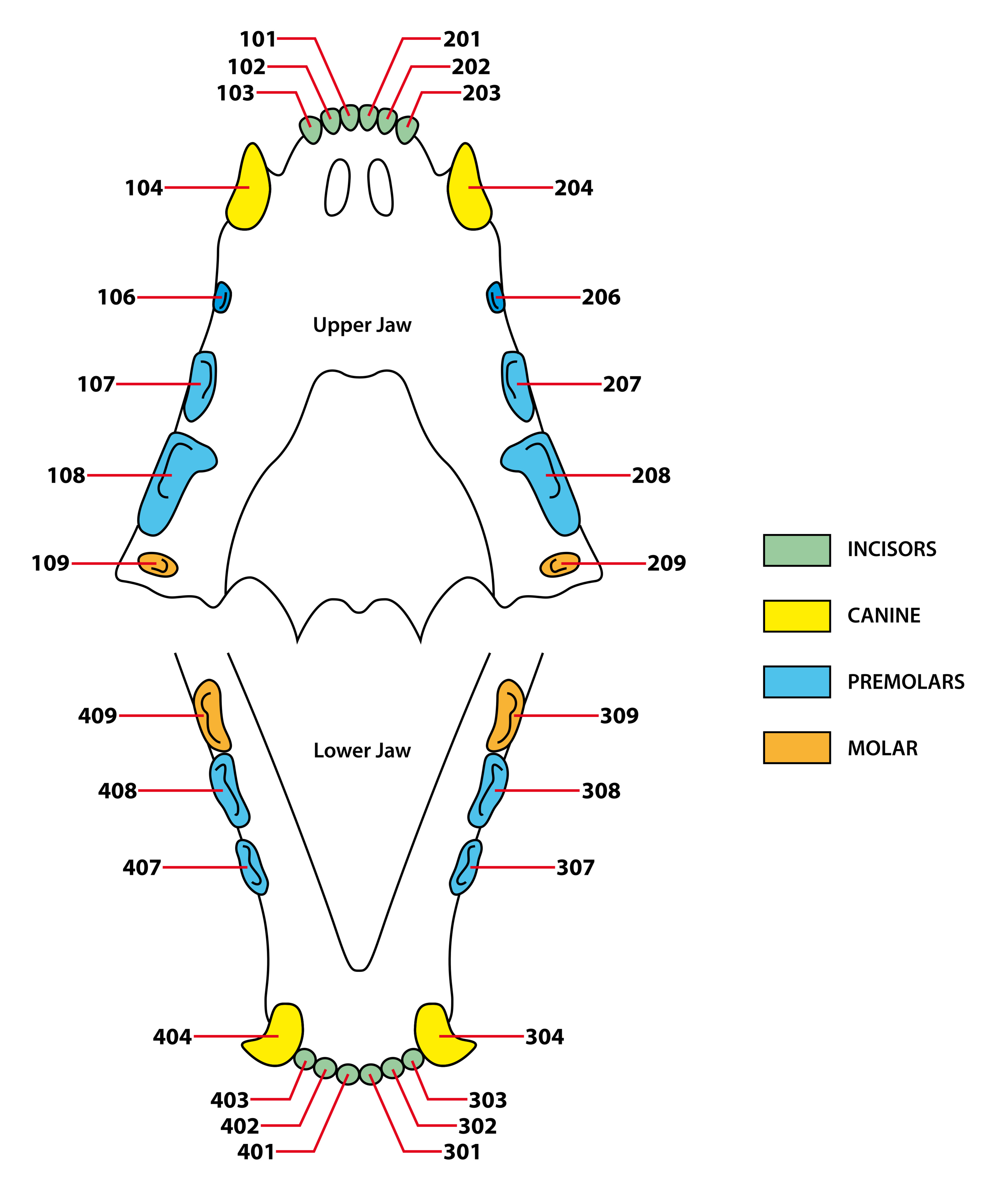 schéma de la dentition du chat