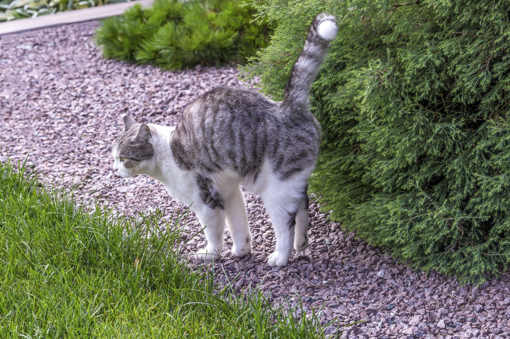 Chat en pleine puberté en train de marquer son territoire sur un buisson