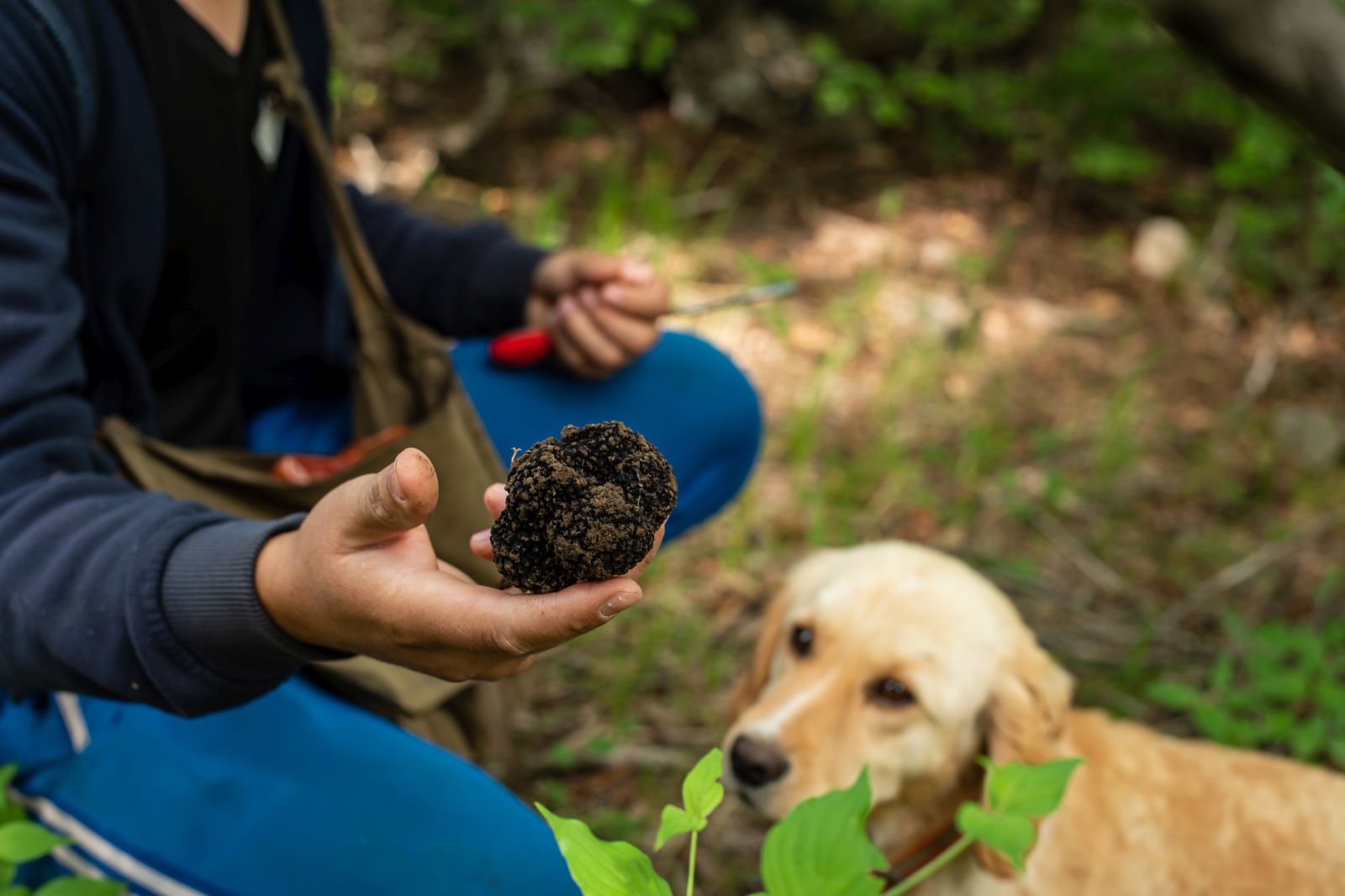 chien truffier de race golden retriever à côté de son maître tenant une truffe