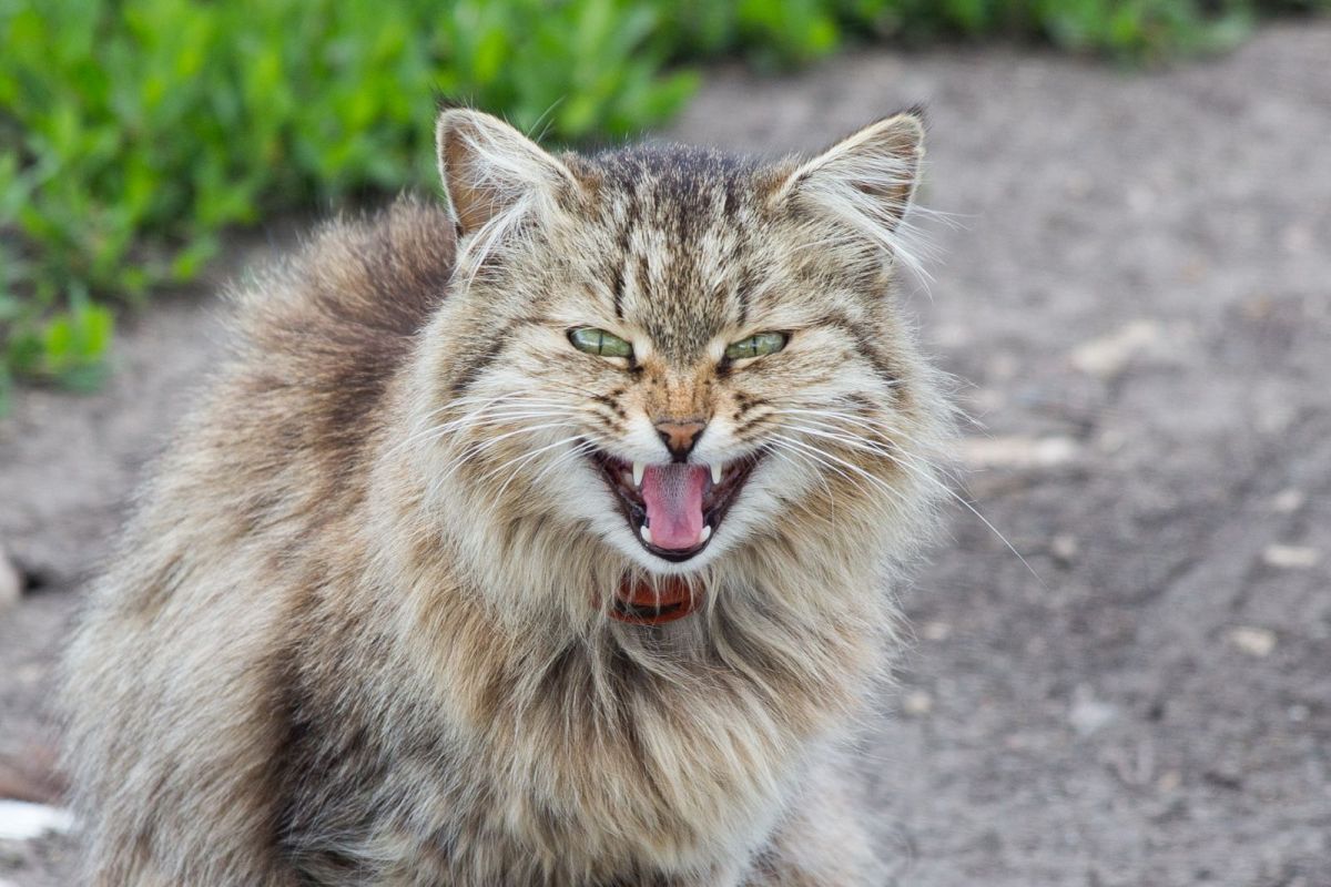 chat épileptique qui feule