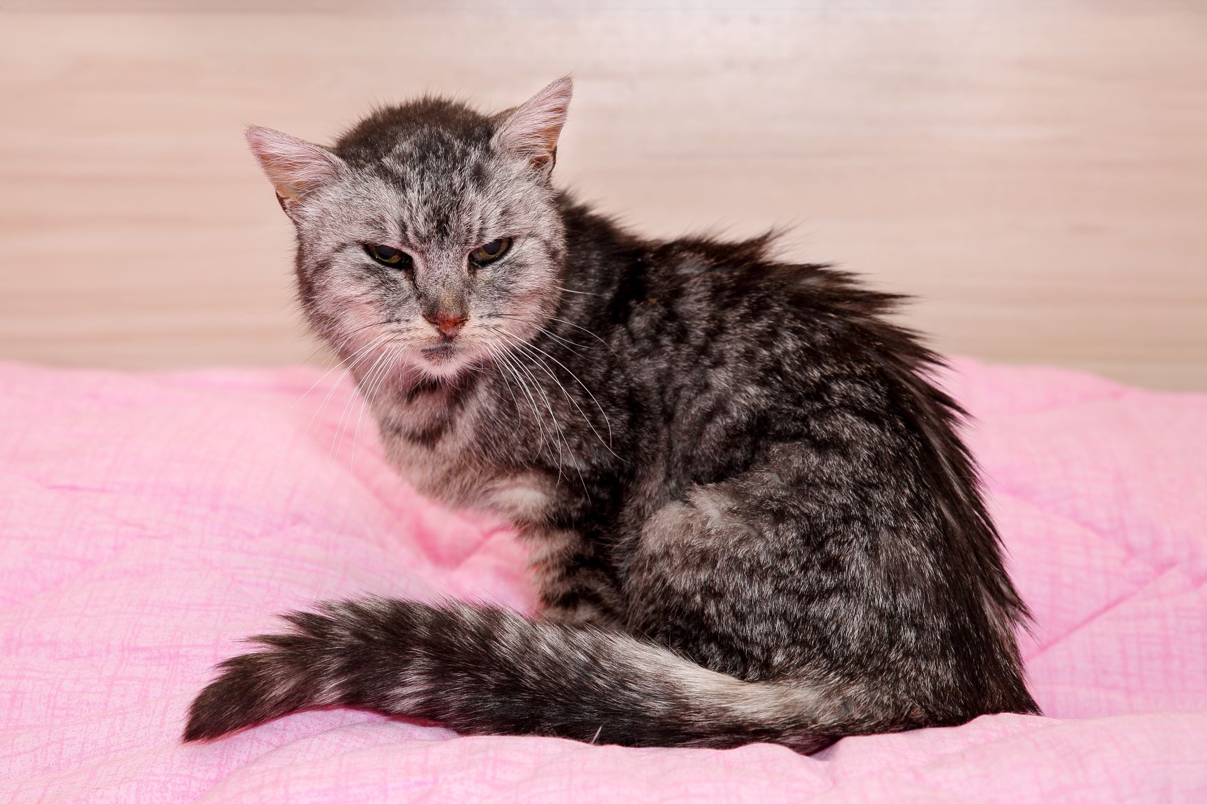 chat sénile qui ne se lave plus