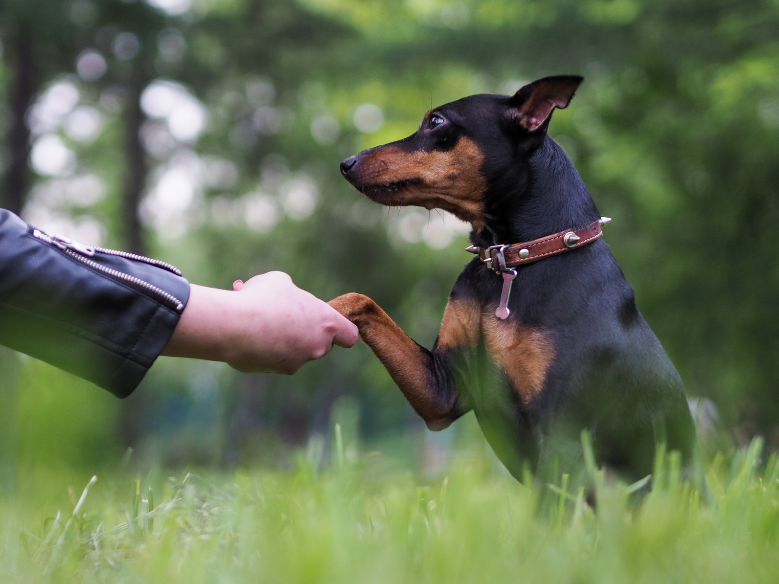 Chien heureux qui donne la patte à son maître