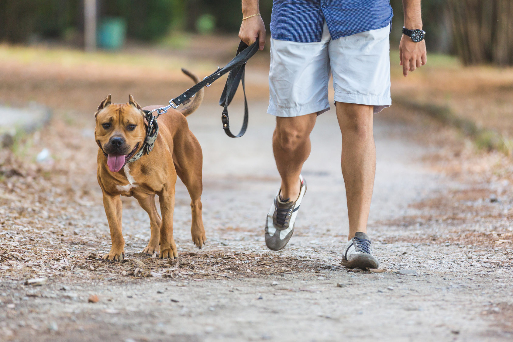 Un chien heureux et son maître se promènent dans un parc.