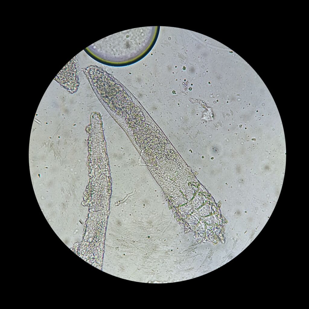 Acariens demodex canis qui provoquent la démodécie chez le chien