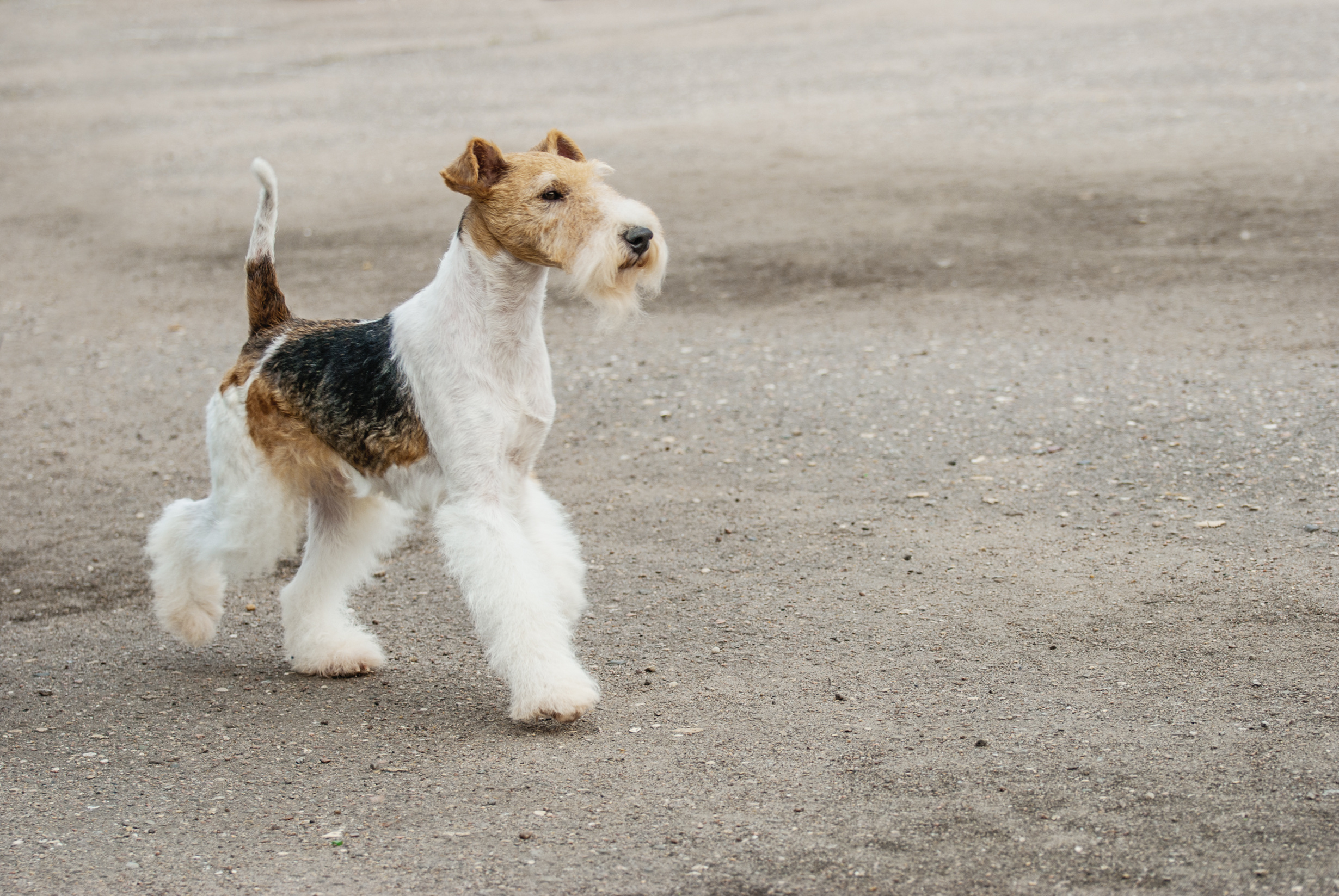 Fox-terrier à poil dur : caractère, prix, activités | Magazine zooplus