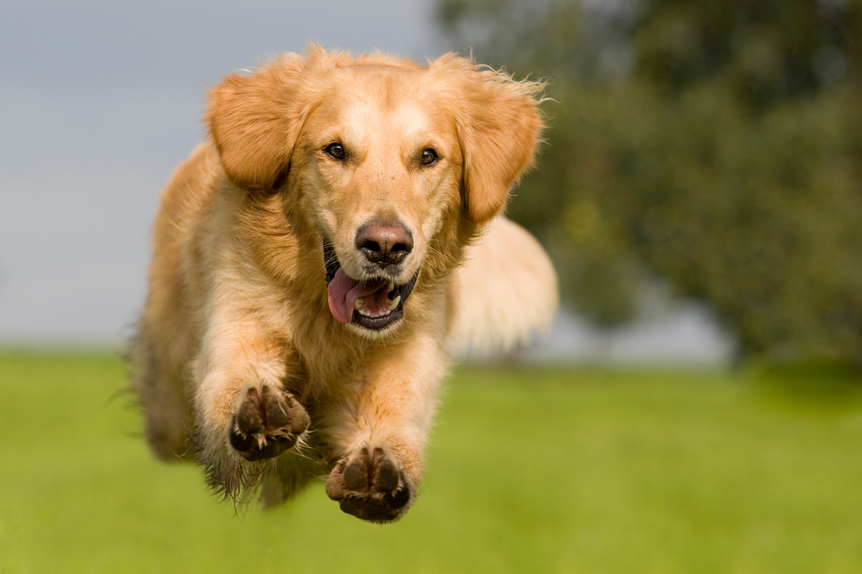 Golden retriever heureux qui saute dans un pré.