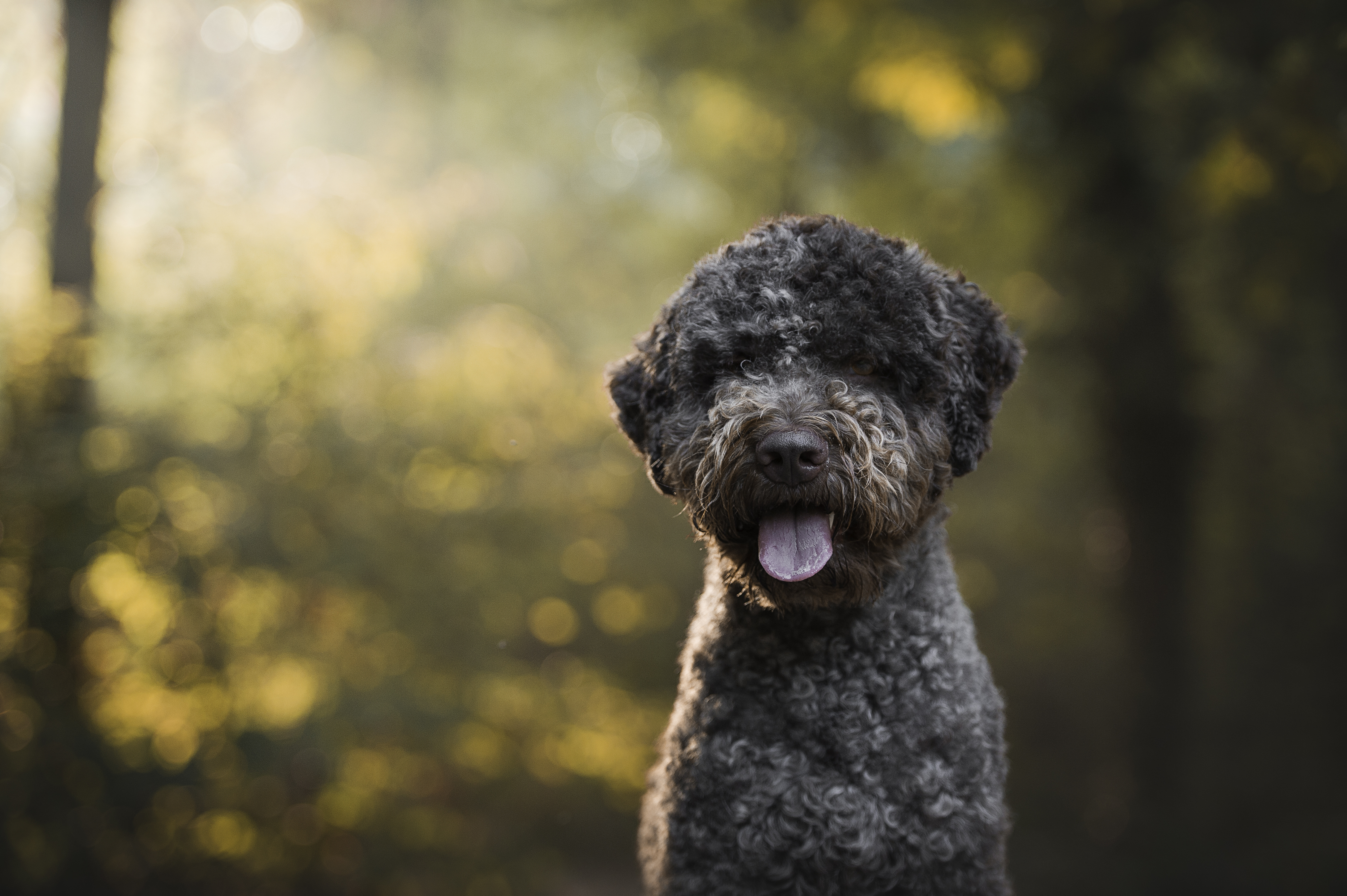 portrait d'un chien truffier de race Lagotto romagnolo