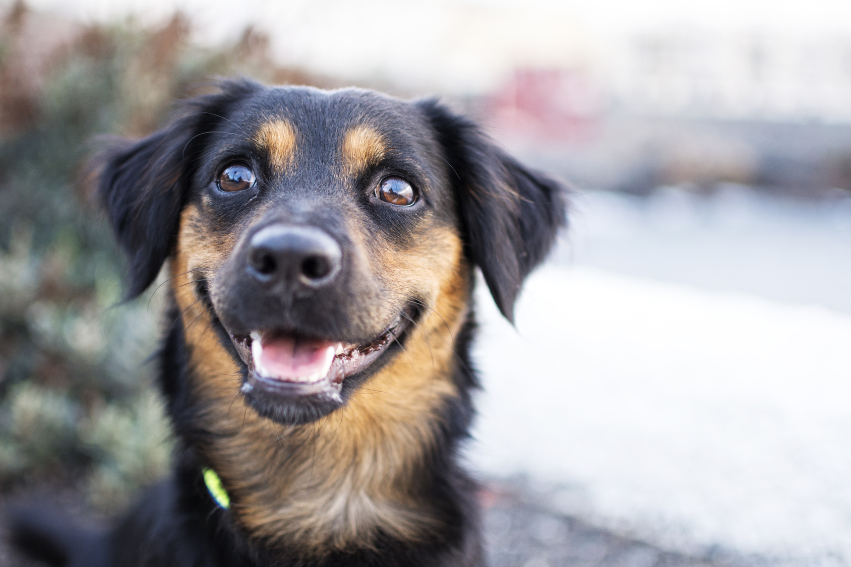 chien heureux noir et feu qui sourit