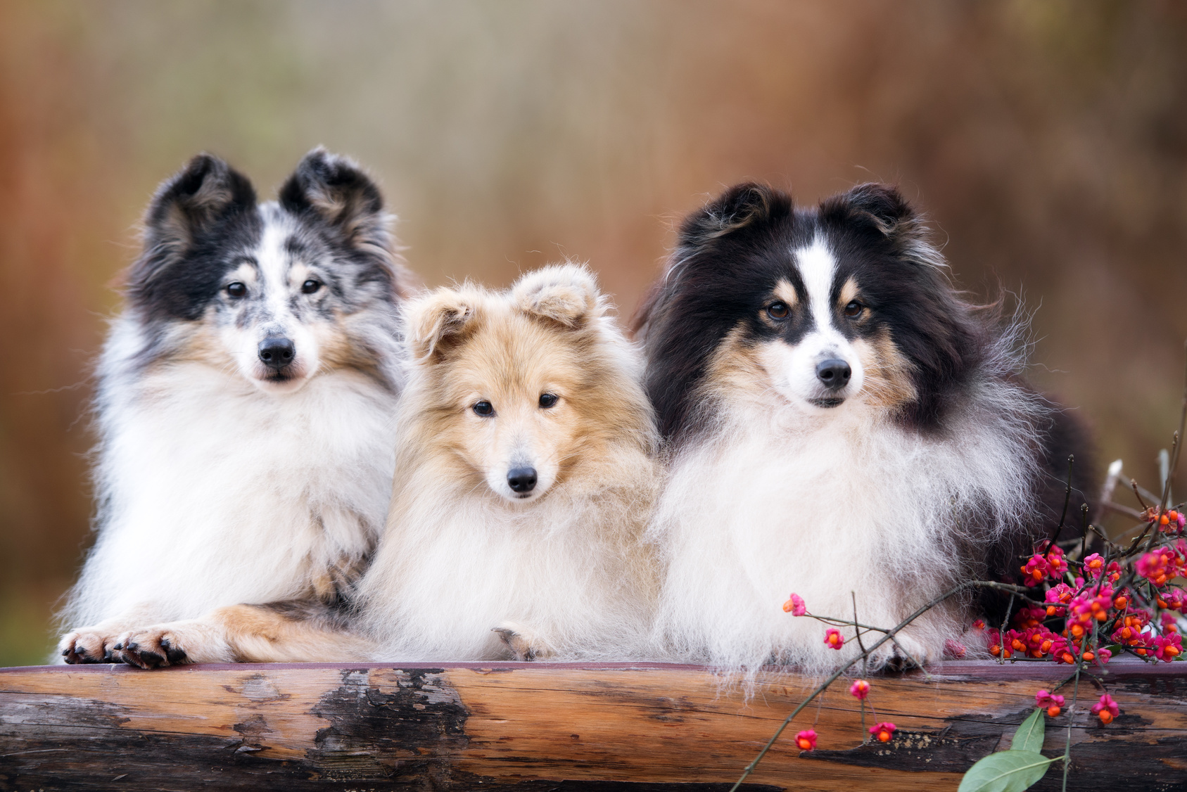 trois chiens bergers des shetlands