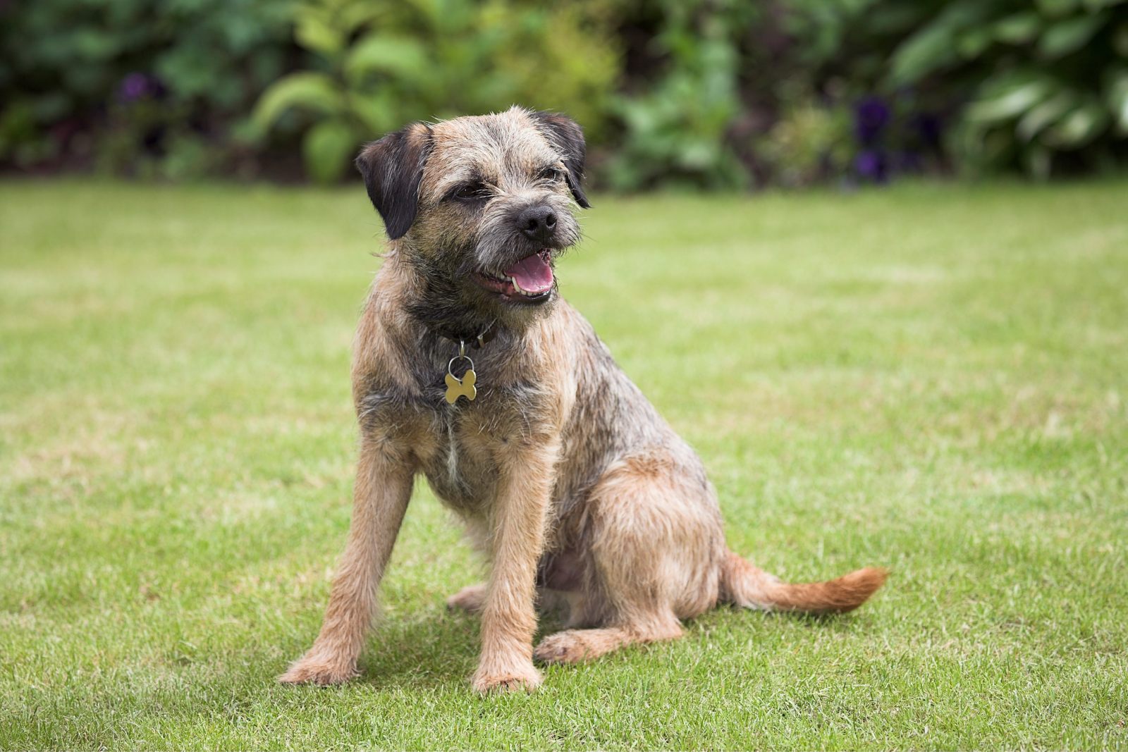 Border terrier : prix, caractère, élevage | Magazine zooplus