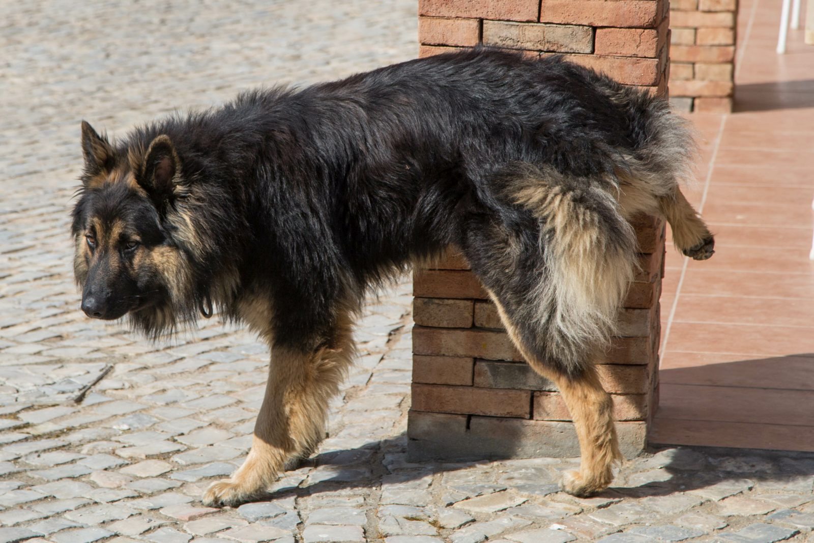 chien qui fait pipi sur le mur d'une maison