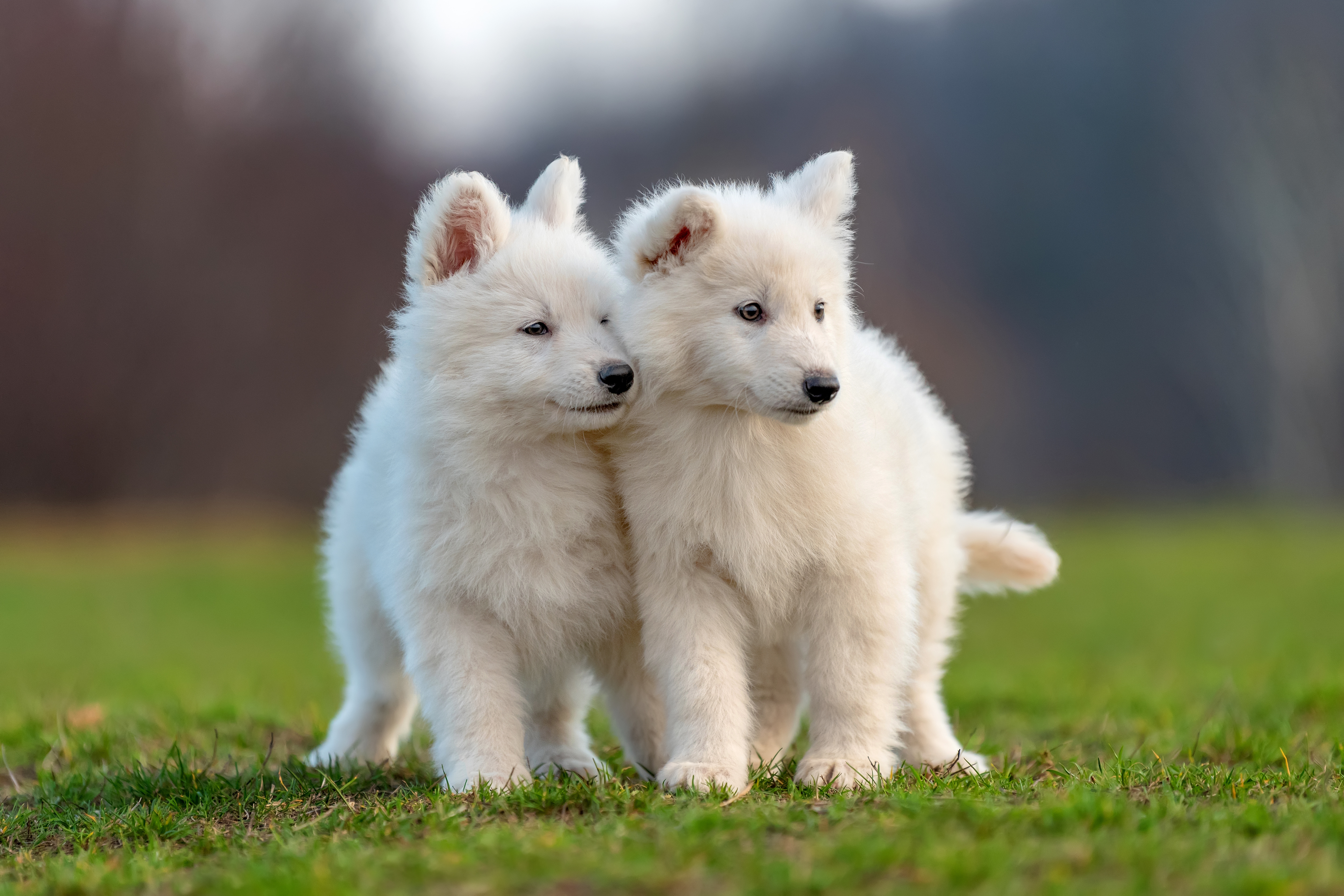 deux chiots souffrant de coccidiose debout dans l'herbe