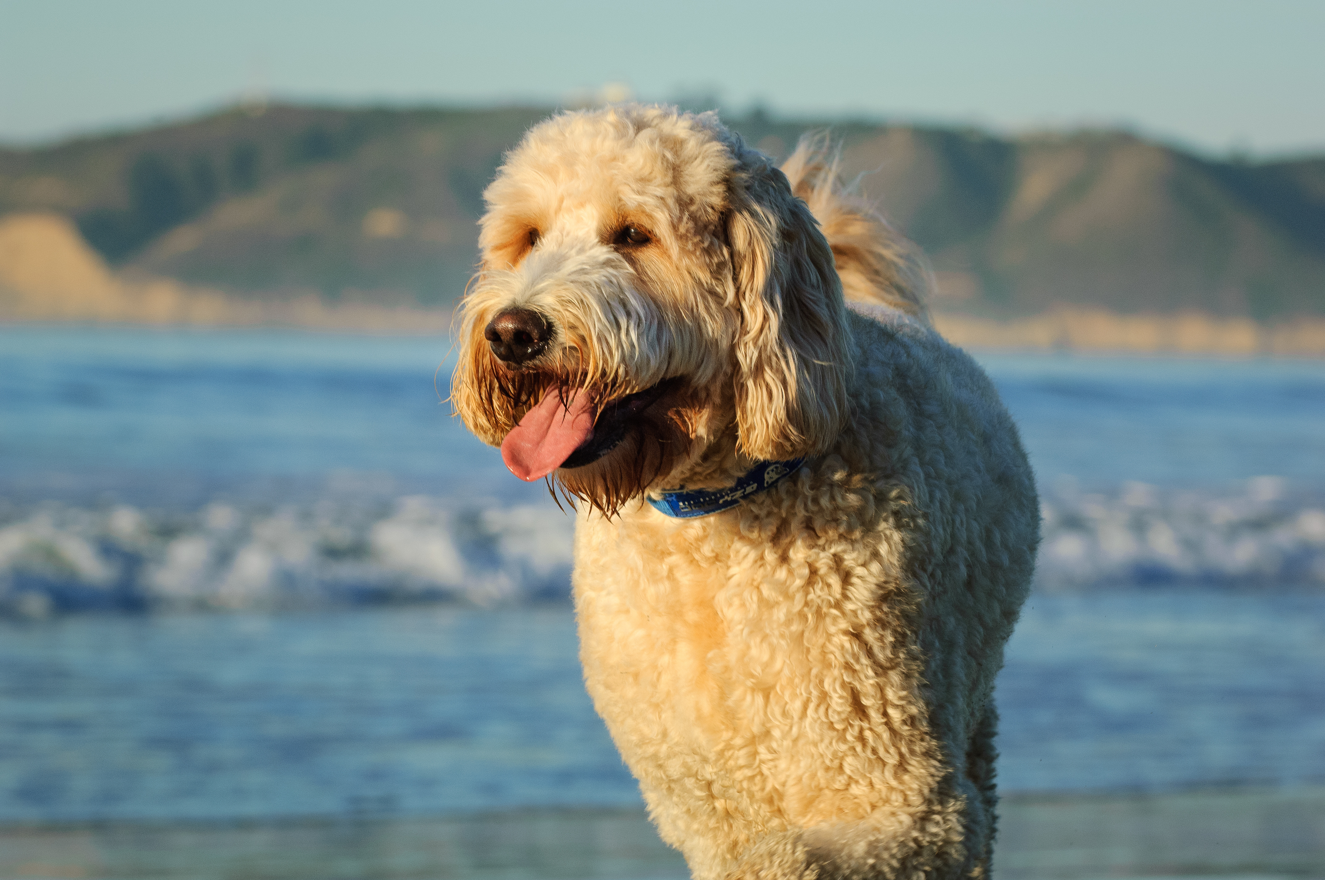 Goldendoodle : prix, caractère, élevage | Magazine zooplus