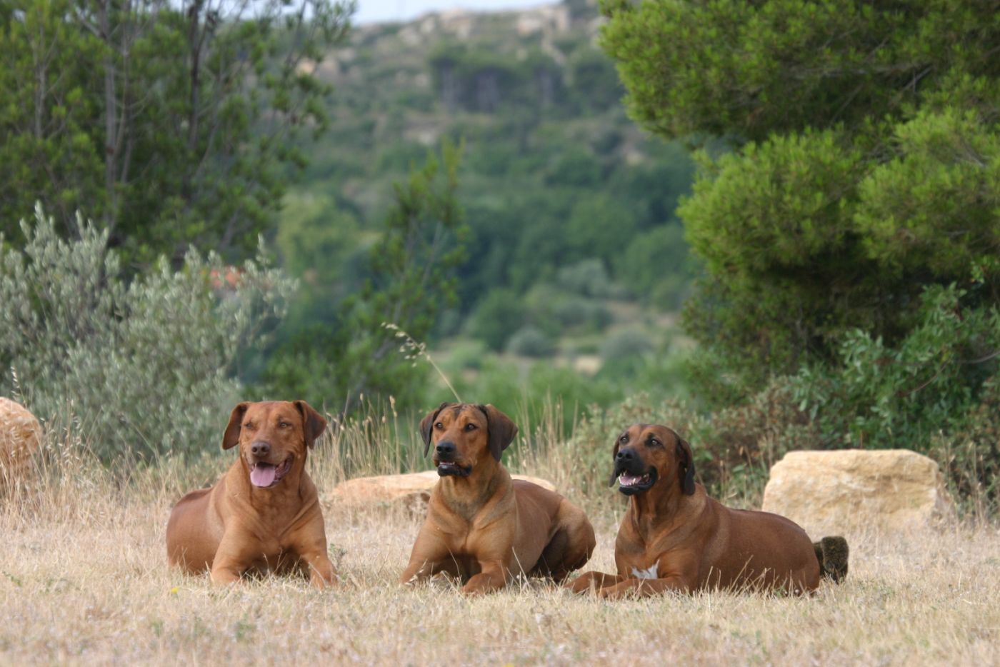 trois rhodesian ridgebacks couchés dans la campagne