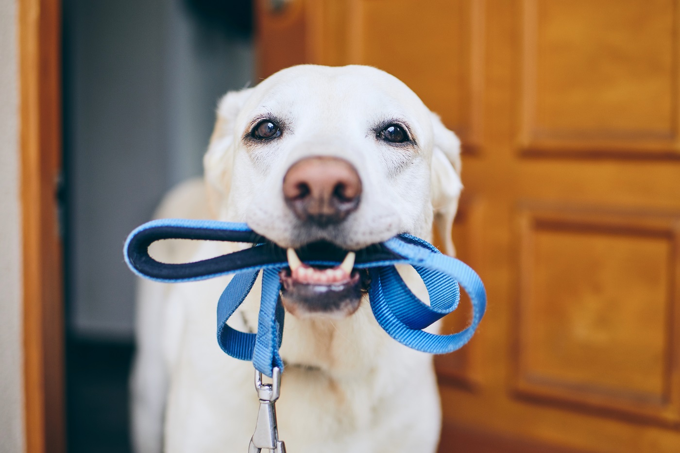 5 accessoires indispensables à tout propriétaire de chien