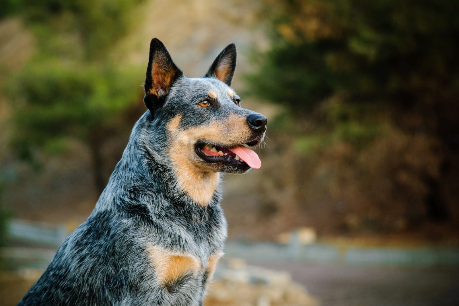 Le Bouvier australien est un chien loyal.