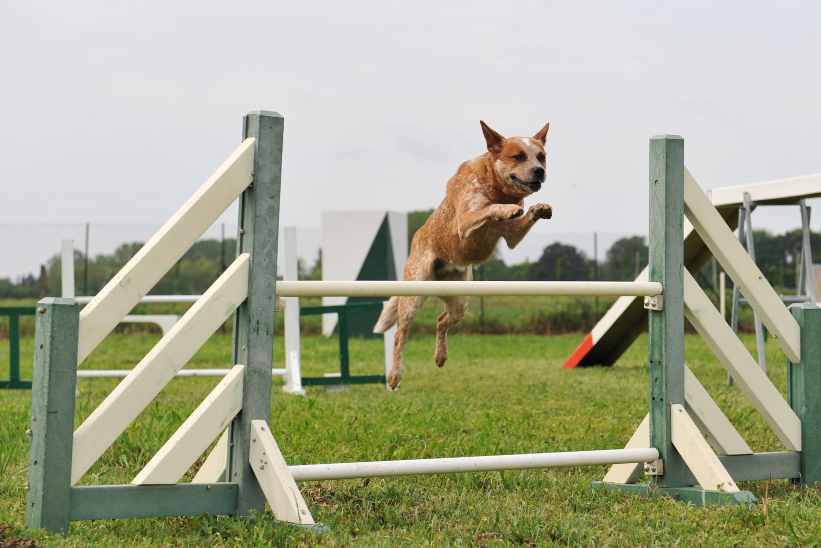 Bouvier australien faisant de l'agility.