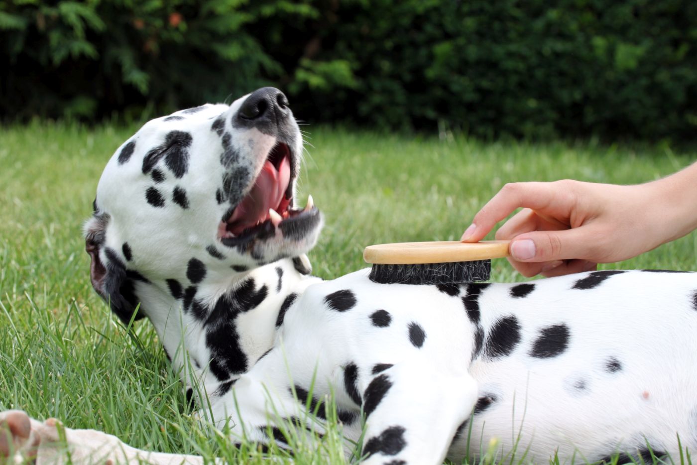 chien avec des pellicules se faisant brosser