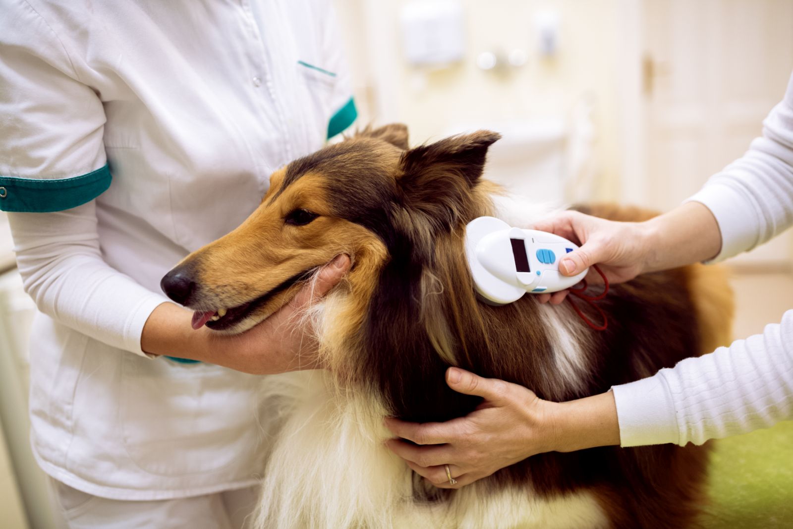 un chien perdu pucé se fait identifier