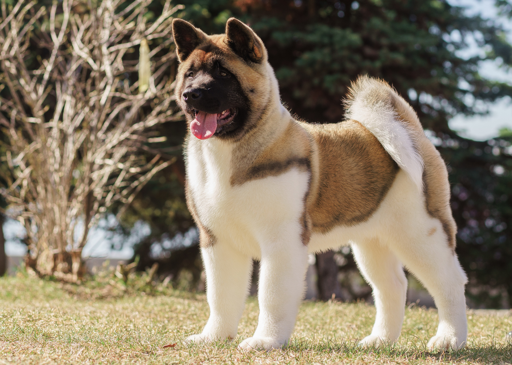 akita américain debout dehors