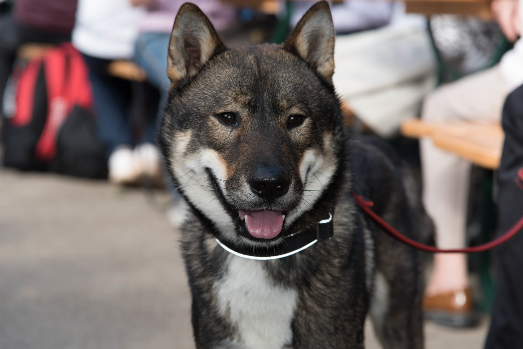 shikoku vu de près