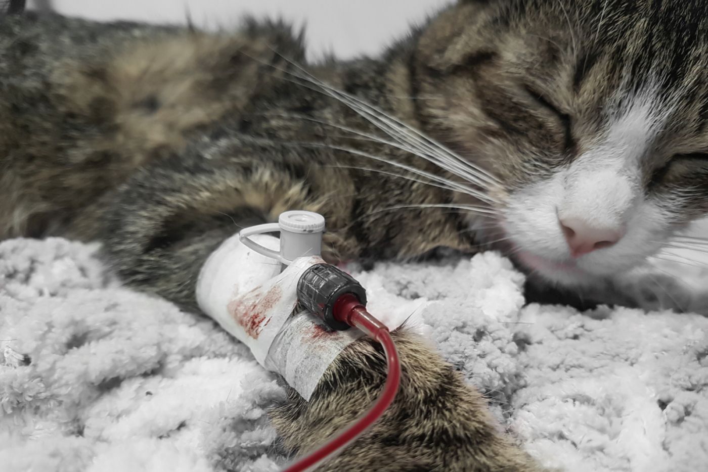 On peut soigner une anémie du chat par perfusion de sang