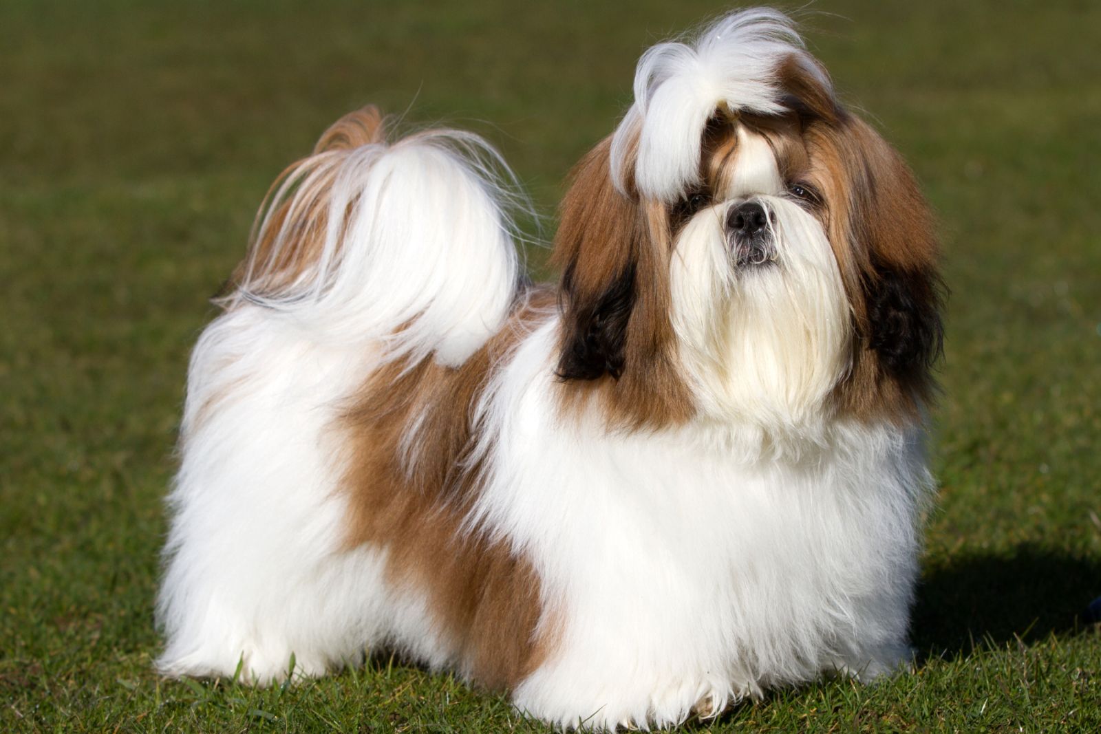 Shih Tzu : race de chien hypoallergénique